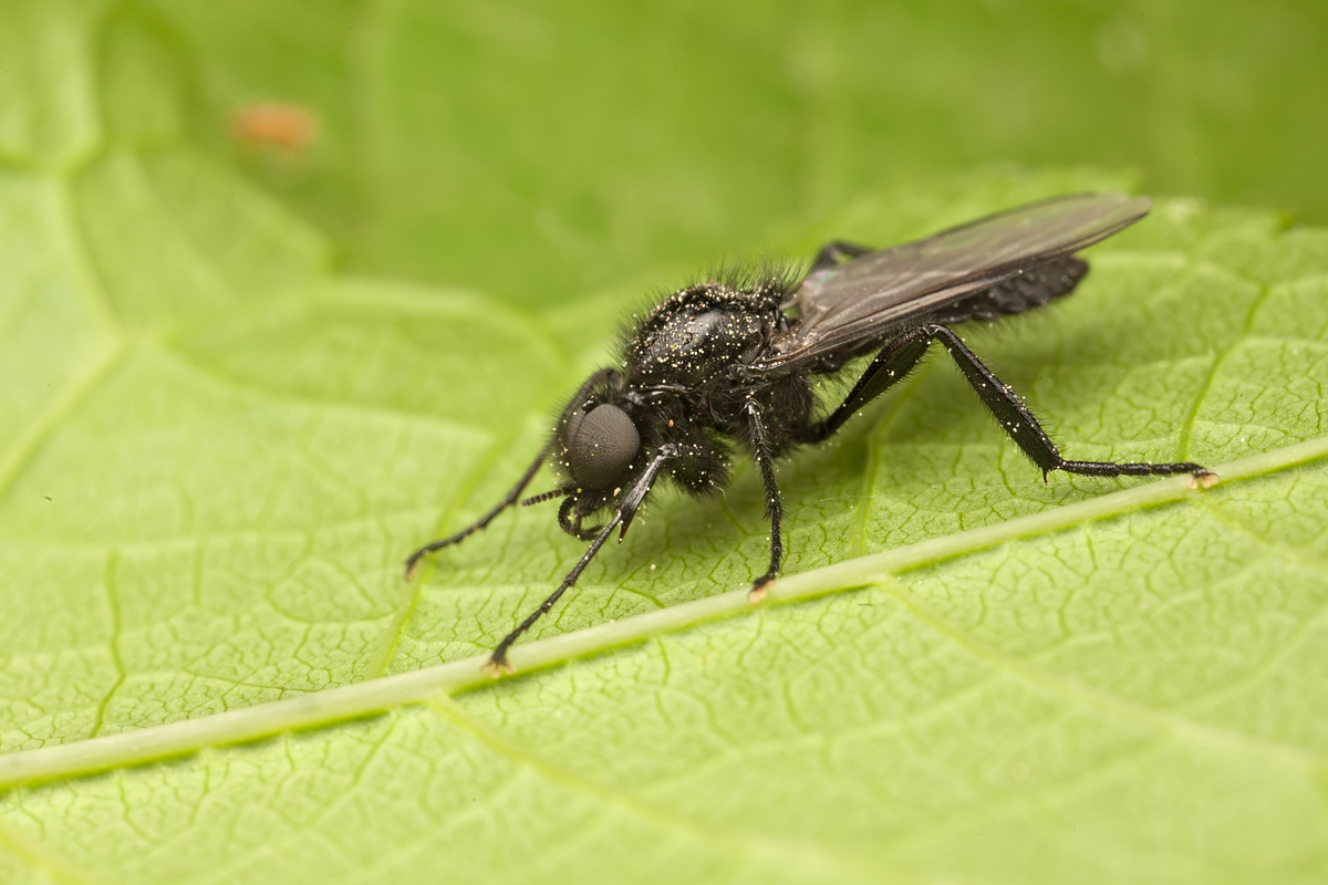 St Mark's Fly - Bibio marci